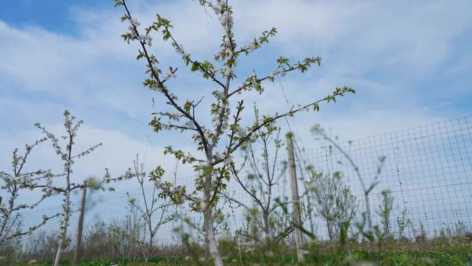 樱桃树 樱桃花  航拍 蜜蜂采蜜