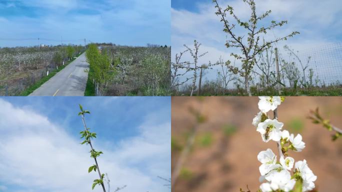 樱桃树 樱桃花  航拍 蜜蜂采蜜