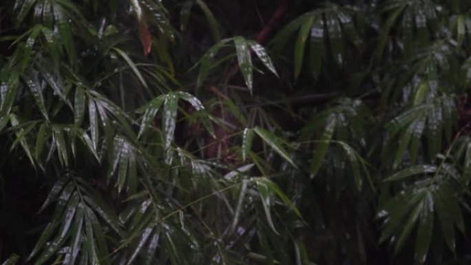 下雨时热带森林中的竹树