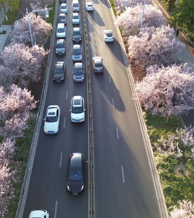 樱花大道4K竖屏原素材