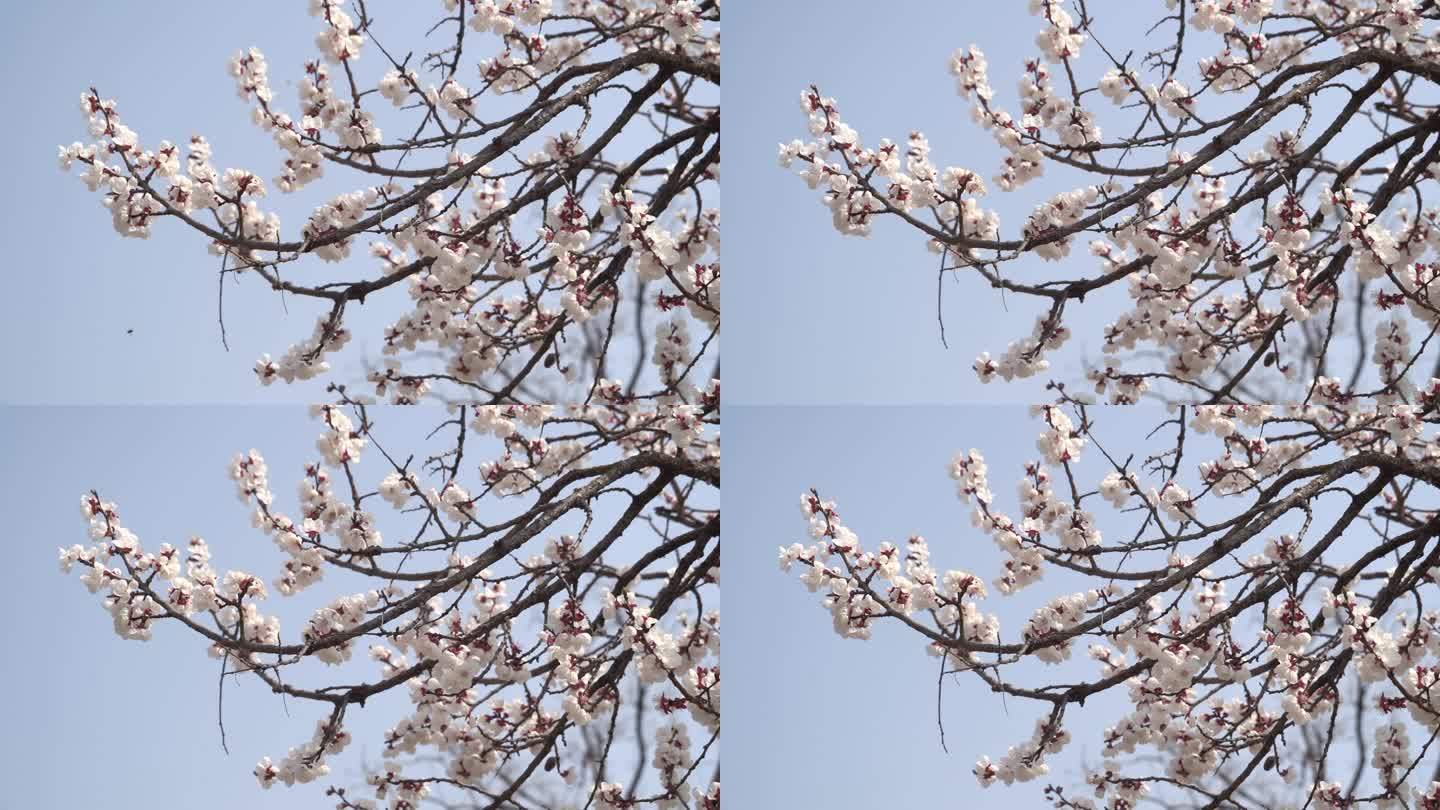 春季一丛桃花盛开昆虫飞舞在花枝间