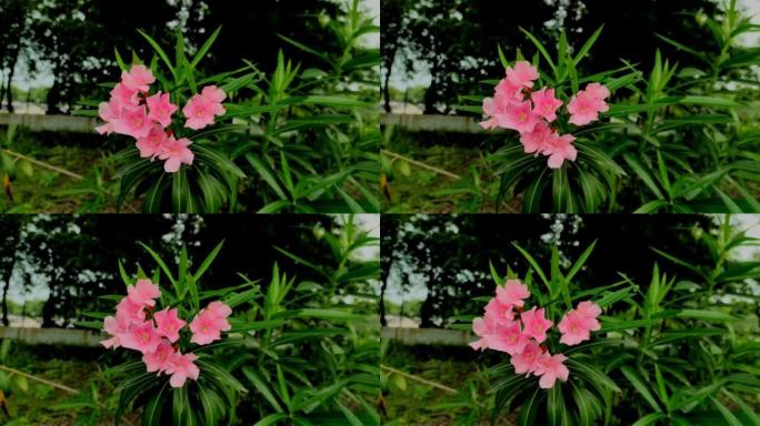 花园照片中的新鲜绿色夹竹桃花卉植物