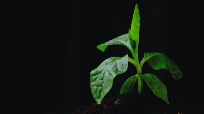 双手在黑色背景上浇灌植物。树苗是从土壤中诞生并生长出来的，有复制空间。照顾新生活。世界环境日。