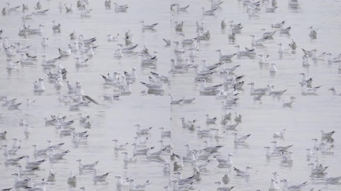 一群海鸥在海岸飞行和游泳。自然度假港。