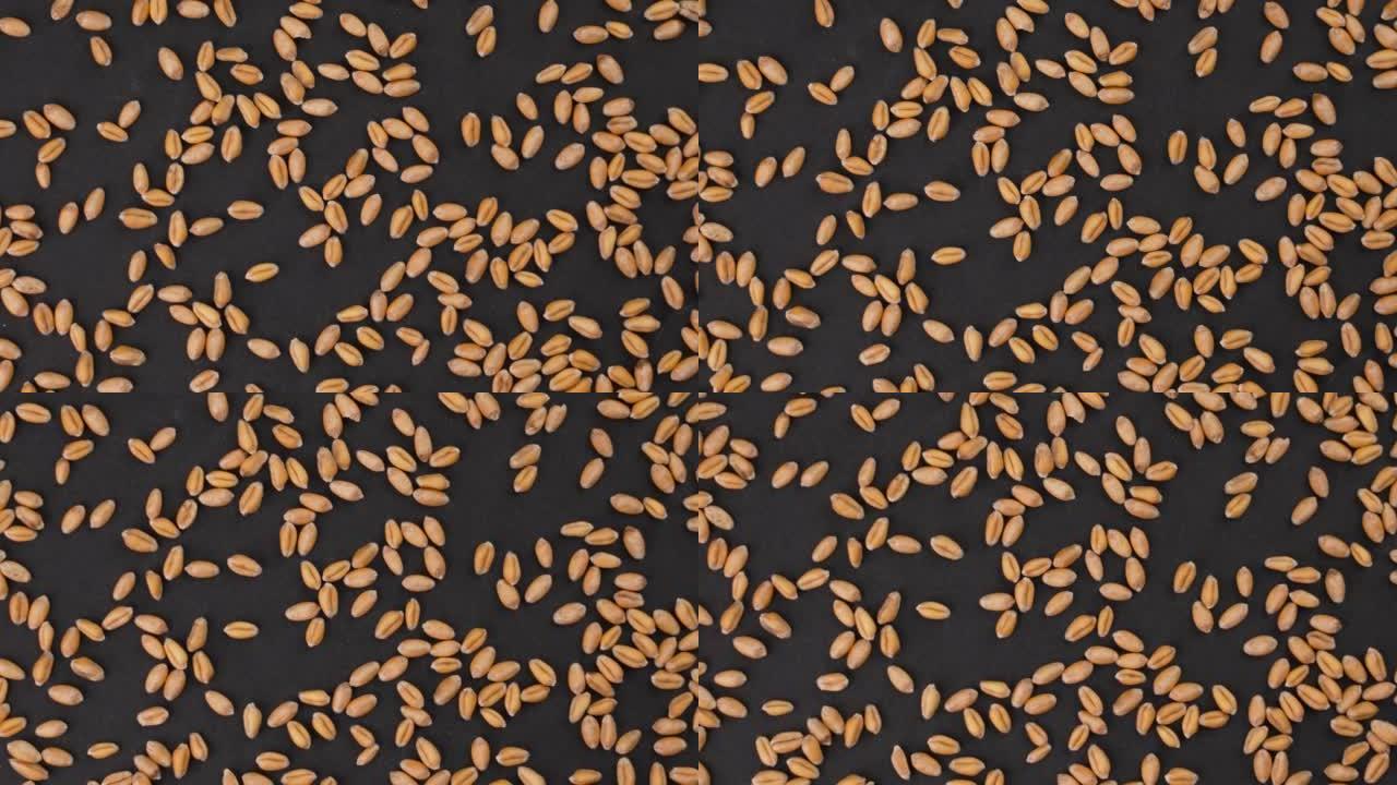 黑色背景上的小麦颗粒。全球粮食危机概念