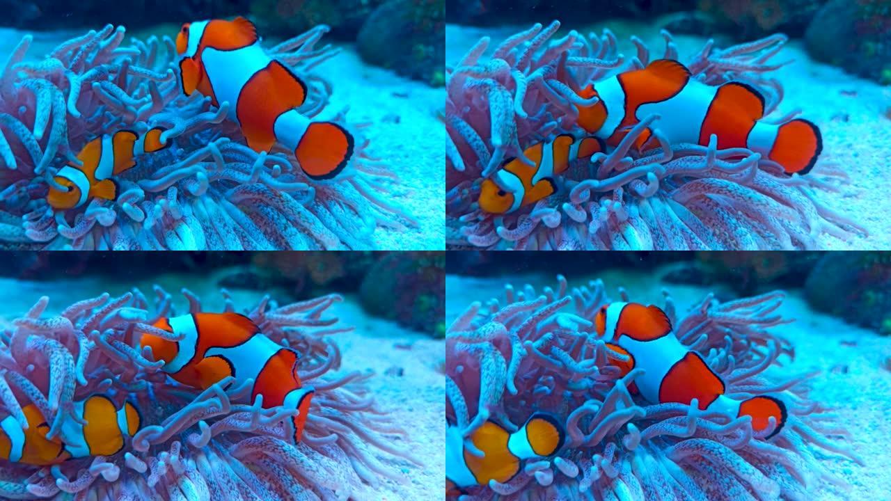 海葵小丑鱼 (Amphiprion Percula) 游动于其海葵屋的触角之间。橙色小丑鱼是一种受欢