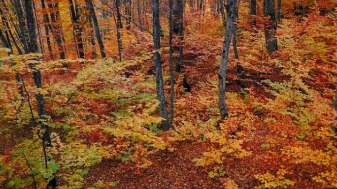 秋天色彩中的茂密森林的美丽景观