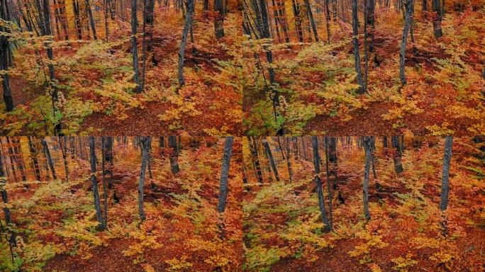 秋天色彩中的茂密森林的美丽景观