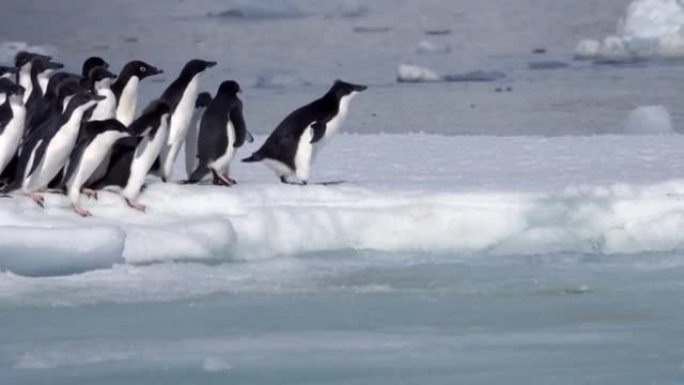 阿德利企鹅从海中漂浮的冰山上跳下来