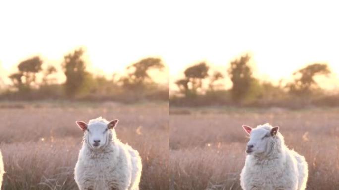 日落时分田野里的白羊