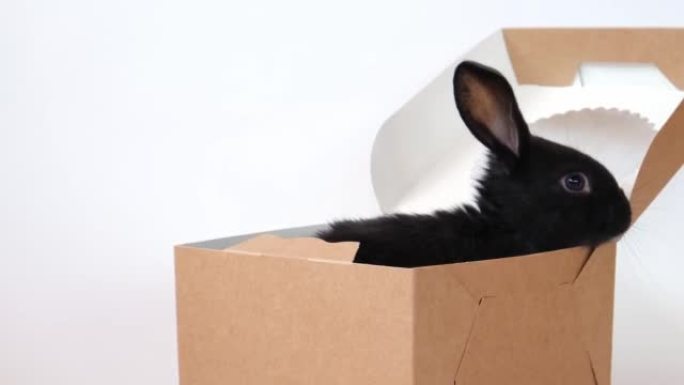 一只小黑兔子坐在糕点盒里，孤立在白色背景上。野兔是东方历法2023年的符号。复活节、圣诞节或新年的节