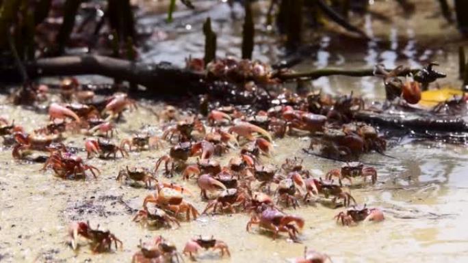 红蟹在红树林海滩上的时间流逝