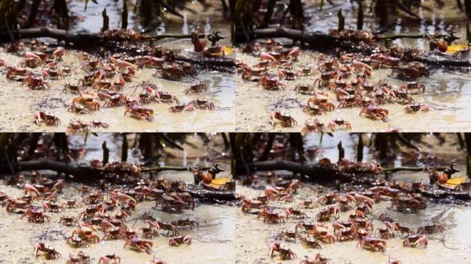 红蟹在红树林海滩上的时间流逝
