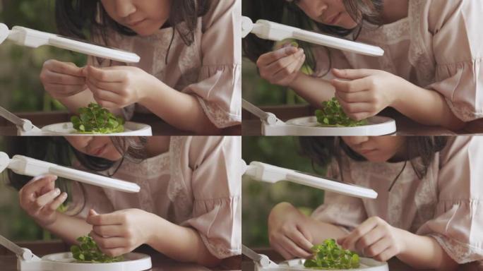 近距离和慢动作4K的亚洲女孩，谁是通过放大镜观看小植物或草的科学实验，展示了学习环境的概念周围的教育