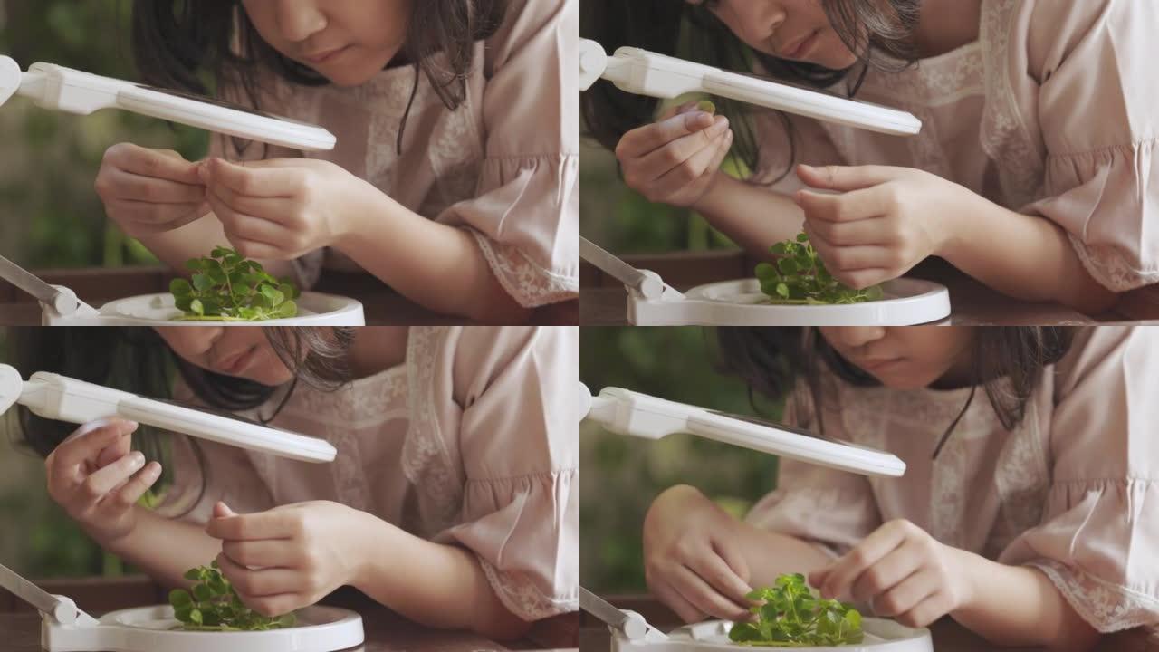近距离和慢动作4K的亚洲女孩，谁是通过放大镜观看小植物或草的科学实验，展示了学习环境的概念周围的教育