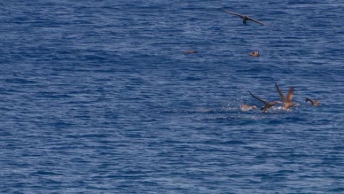 超级慢动作4K 120fps中的野生动物: 库拉索岛周围加勒比海的诱杀鸟