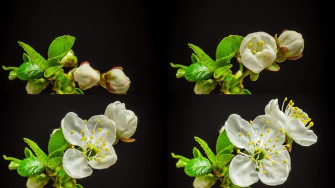 4k垂直时间推移的酸樱桃树花开花落，生长在黑色背景上。盛开的樱桃小白花。按16:9的比例计时。
