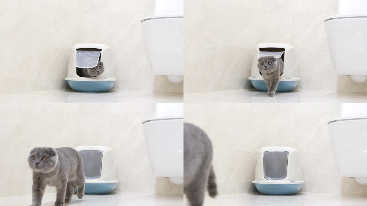一只灰猫从封闭的托盘里出来。厕所里的苏格兰小猫。4k视频