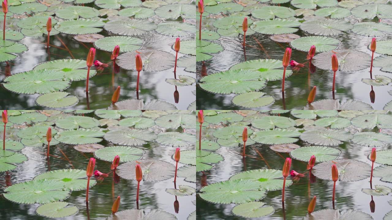 红色花瓣的封闭花蕾松散地站在结实的茎上