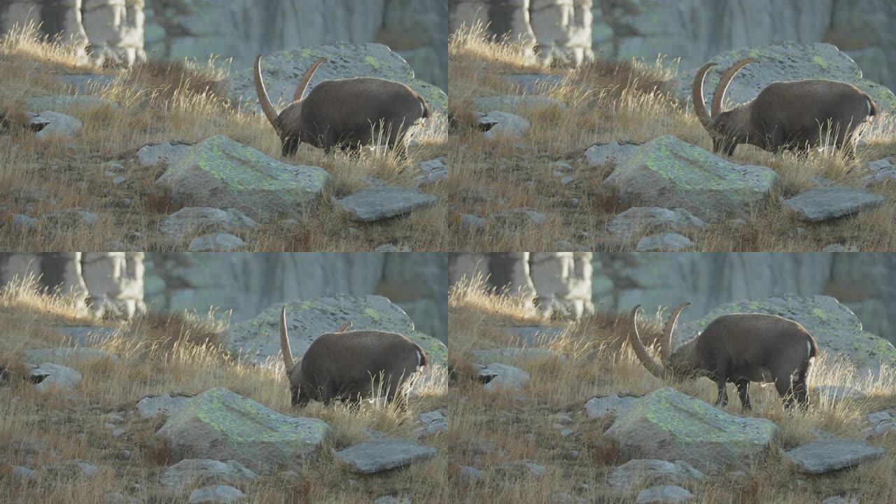 Ibex在岩石前景的山坡上放牧的特写镜头
