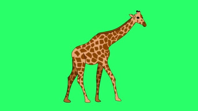 绿色屏幕上的动画长颈鹿。
