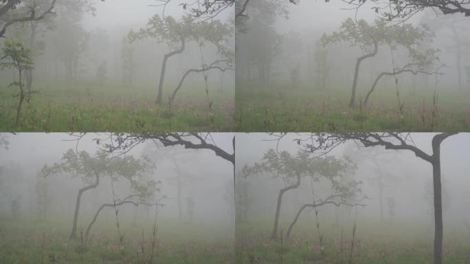 帕欣甘国家公园早上带着薄雾的姜黄