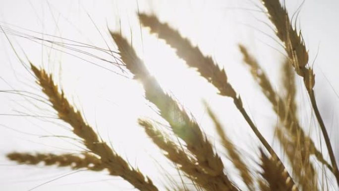在灿烂的阳光下关闭小麦