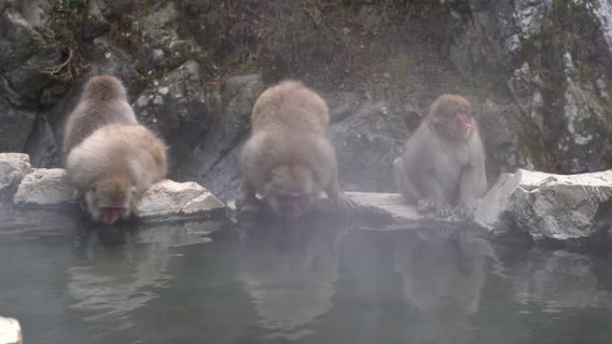 一群日本猕猴在日本地高谷猴园的温泉旁度过闲暇时光