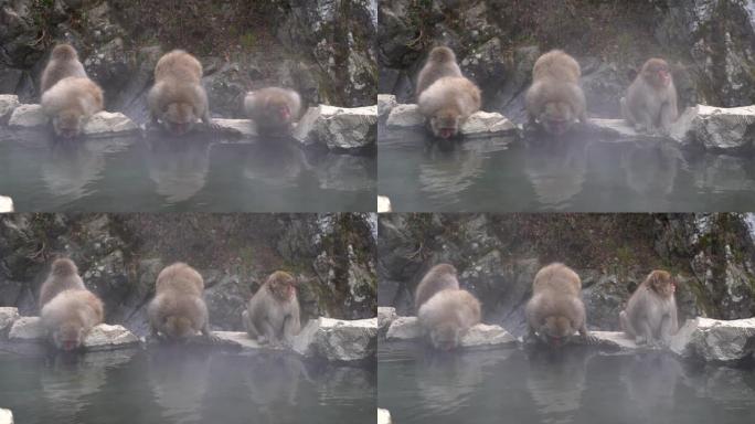 一群日本猕猴在日本地高谷猴园的温泉旁度过闲暇时光
