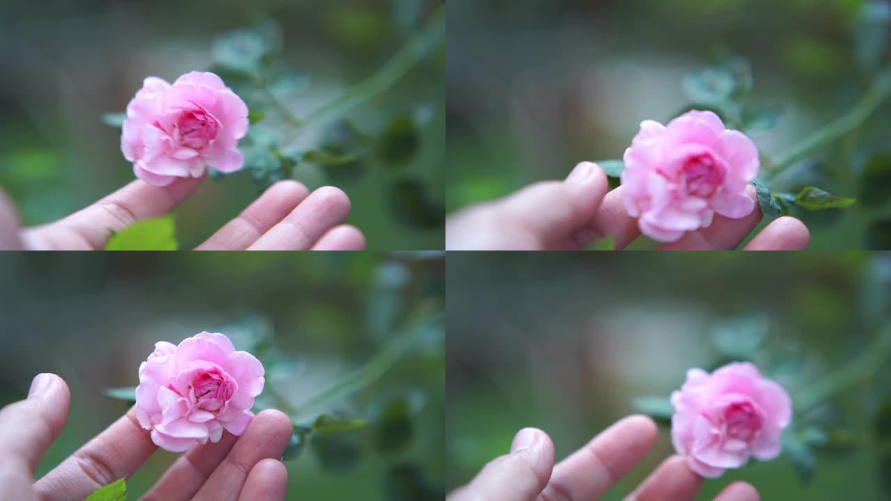 特写，视点，手触摸树上的粉色玫瑰花，视频支持音频，鸟鸣周围