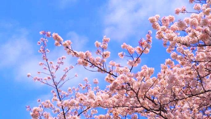 湛蓝的天空下樱花湛蓝的天空下樱花