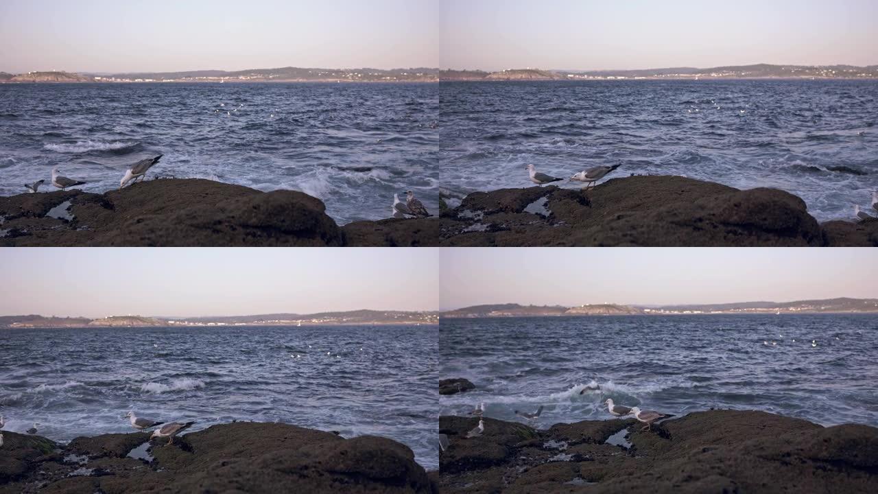 海鸥在海边的一块石头上啄食面包屑