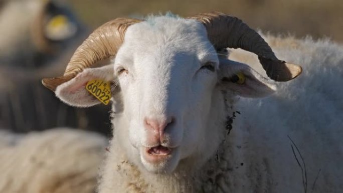 法国的家养羊奥克语。