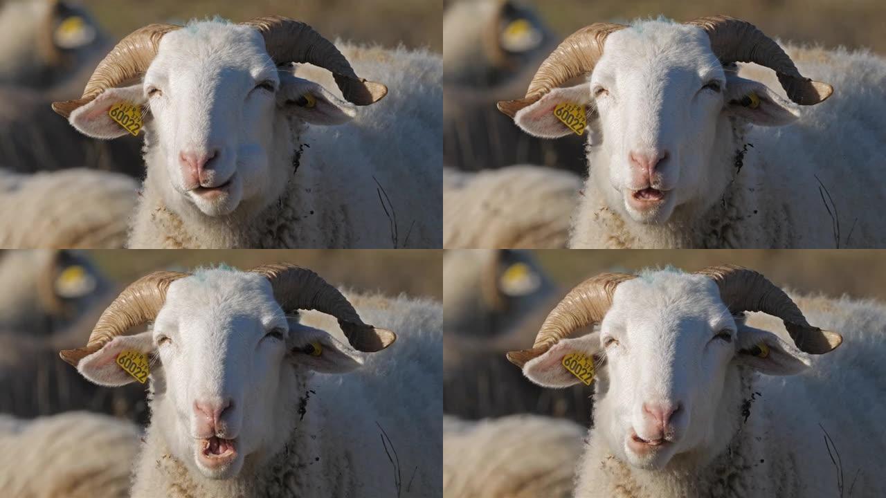 法国的家养羊奥克语。