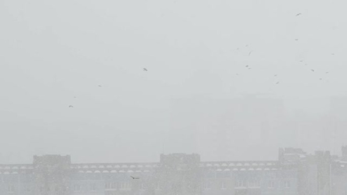 城市中的强烈暴风雪。鸟群飞舞。黑乌鸦在相机附近飞翔。