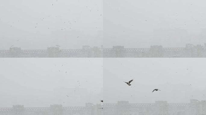 城市中的强烈暴风雪。鸟群飞舞。黑乌鸦在相机附近飞翔。