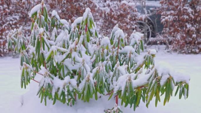 积雪覆盖的杜鹃花的特写视图。瑞典。