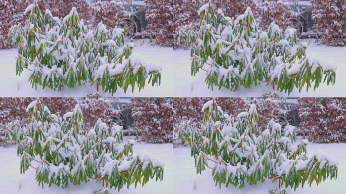 积雪覆盖的杜鹃花的特写视图。瑞典。