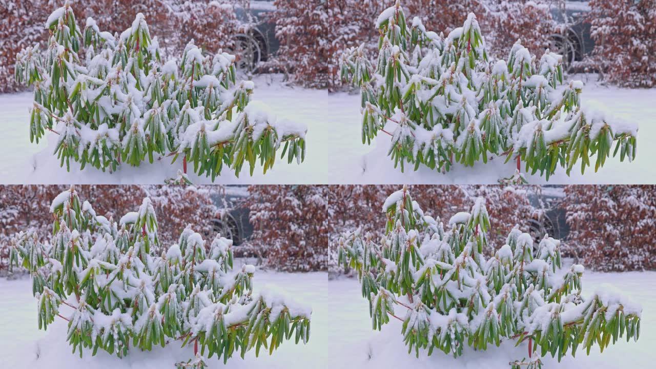 积雪覆盖的杜鹃花的特写视图。瑞典。