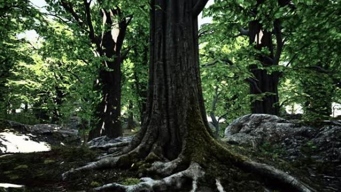 和平神奇的苔藓森林场景