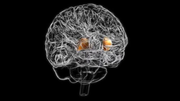 医学概念3D动画的脑壳核解剖