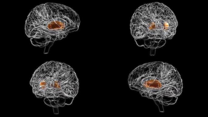 医学概念3D动画的脑壳核解剖