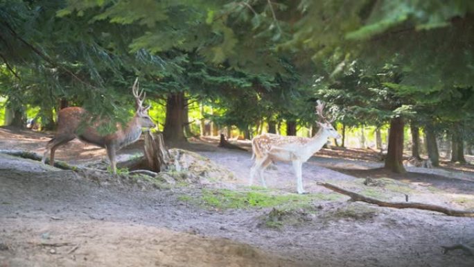 雄伟美丽的棕色鹿，在4k公园里有白色斑点和长鹿角