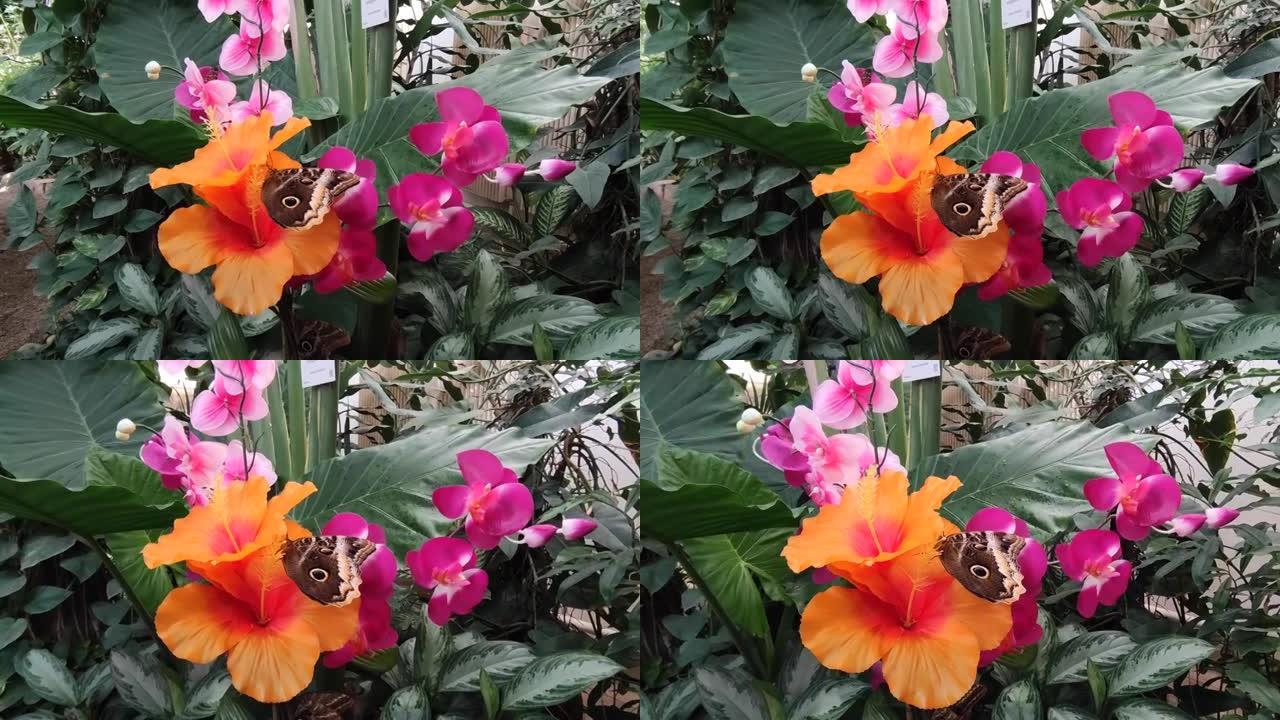 雄伟的蝴蝶在充满活力的彩色花朵上，花园