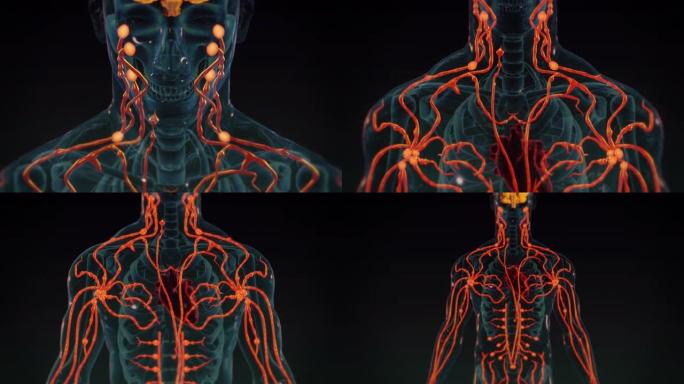 人体内脏解剖三维alpha透明通道