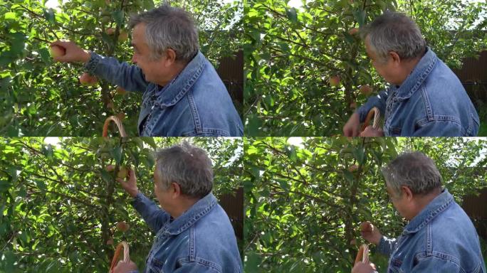 70岁老人的肖像在夏天的花园里收集苹果。