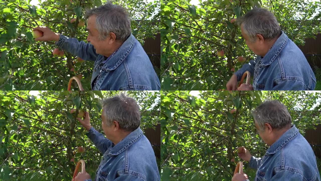 70岁老人的肖像在夏天的花园里收集苹果。