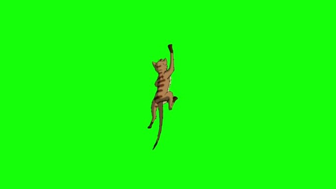 红色虎斑猫跳跃和爬上色键高清