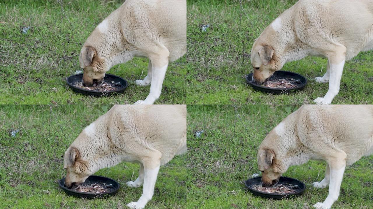 大白流浪狗吃鱼骨，有弹性的流浪狗在街上找到食物和满足感