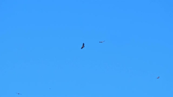 猎杀掠食性鸟类。非常强烈的蓝天。版本2